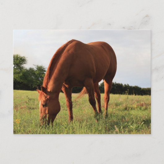 Carte postale Cheval Brown (Devant)