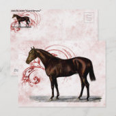 Carte Postale Cheval Brown (Devant / Derrière)