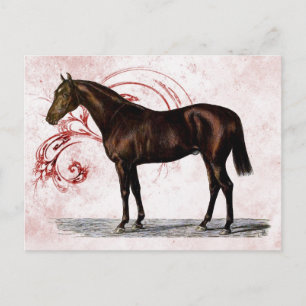 Carte Postale Cheval Brown