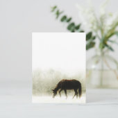 Carte Postale Cheval Brown au chocolat dans le brouillard (Debout devant)