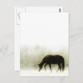 Carte Postale Cheval Brown au chocolat dans le brouillard (Devant / Derrière)