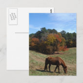 Carte Postale Cheval Brown avec arbres à automne (Devant / Derrière)
