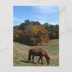 Carte Postale Cheval Brown avec arbres à automne
