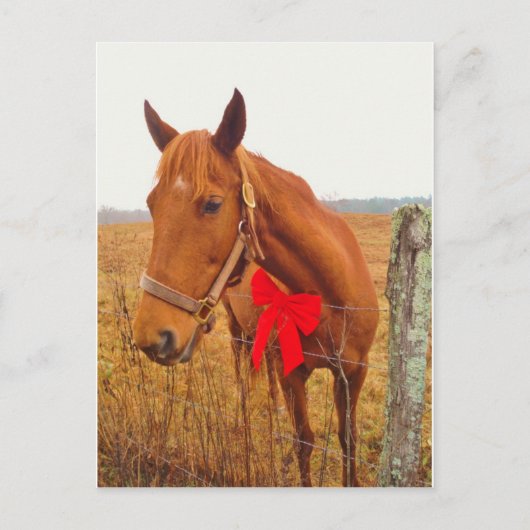 Carte Postale Cheval Brown Bow (Devant)