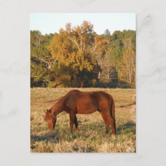 Carte Postale Cheval Brown dans le champ d'arbre jaune (Devant)