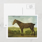 Carte Postale Cheval Brown dans un paysage accidenté, (Devant / Derrière)