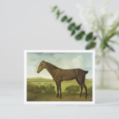 Carte Postale Cheval Brown dans un paysage accidenté, (Debout devant)