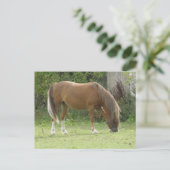 Carte postale Cheval Brown de châtaignes (Debout devant)