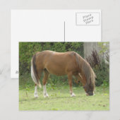 Carte postale Cheval Brown de châtaignes (Devant / Derrière)