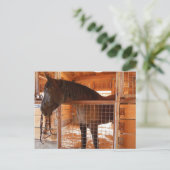 Carte Postale Cheval Brown en Grange à Epoch Estates Winery (Debout devant)