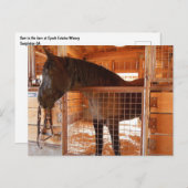 Carte Postale Cheval Brown en Grange à Epoch Estates Winery (Devant / Derrière)