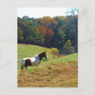 Carte Postale Cheval Brown et blanc par les arbres d'automne