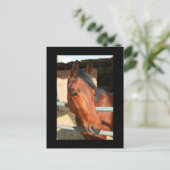 Carte postale Cheval Brown foncé (Debout devant)