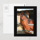 Carte postale Cheval Brown foncé (Devant / Derrière)