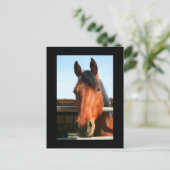 Carte postale Cheval Brown foncé (Debout devant)