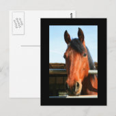Carte postale Cheval Brown foncé (Devant / Derrière)
