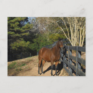 Carte Postale Cheval brun contre une clôture