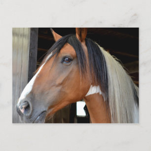 Carte Postale Cheval Brun Éclair Blanc Crinière Noire et Blanche