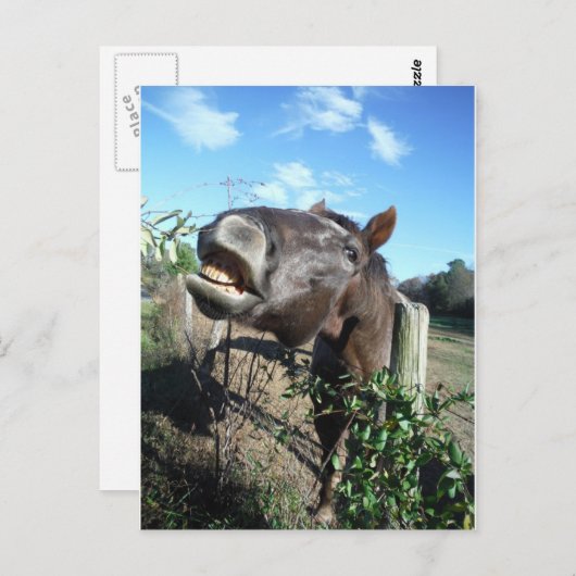 Carte Postale Cheval Brun Parlant (Devant / Derrière)