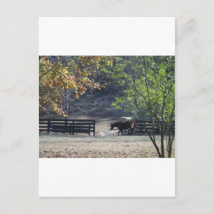 Carte Postale Cheval Brun traversant une clôture