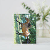 Carte Postale Cheval Buckskin Morgan (Debout devant)