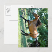 Carte Postale Cheval Buckskin Morgan (Devant / Derrière)