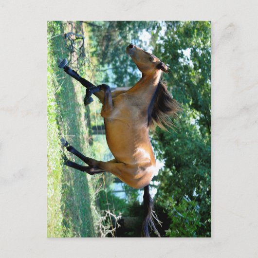 Carte Postale Cheval Buckskin Morgan (Devant)