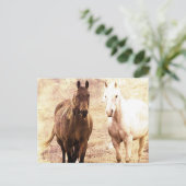 Carte Postale Cheval Buddies Sepia (Debout devant)