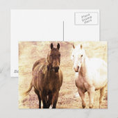 Carte Postale Cheval Buddies Sepia (Devant / Derrière)