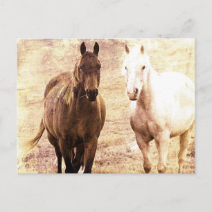 Carte Postale Cheval Buddies Sepia