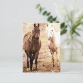Carte Postale Cheval Buddies Sepia (Debout devant)