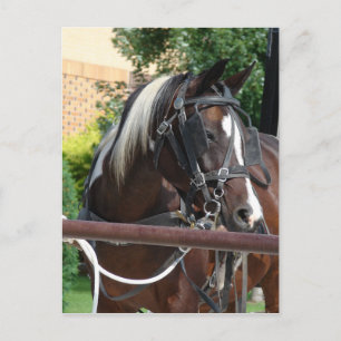 Carte Postale Cheval Buggy Bay Pinto Amish