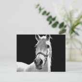 Carte Postale Cheval BW (Debout devant)