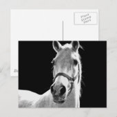 Carte Postale Cheval BW (Devant / Derrière)