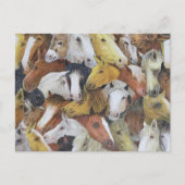 Carte Postale Cheval Chevaux (Devant)