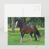 Carte Postale Cheval Clydesdale (Devant / Derrière)