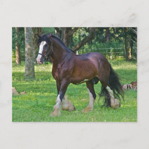 Carte Postale Cheval Clydesdale
