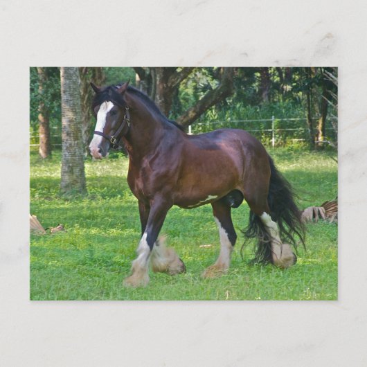 Carte Postale Cheval Clydesdale (Devant)