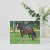 Carte Postale Cheval Clydesdale (Debout devant)