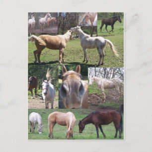 Carte Postale Cheval Collage