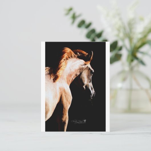 Carte Postale Cheval courant (Debout devant)