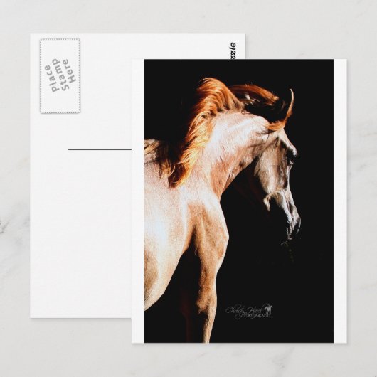 Carte Postale Cheval courant (Devant / Derrière)