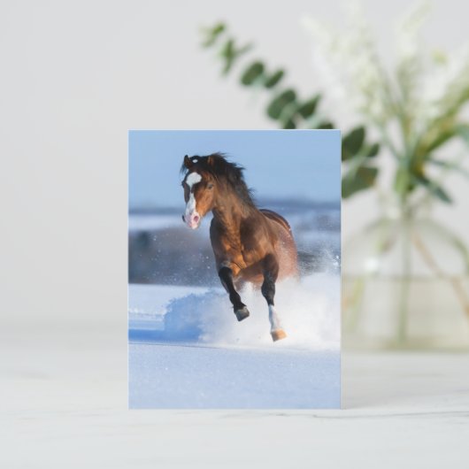 Carte Postale Cheval courant à travers le champ en hiver (Debout devant)