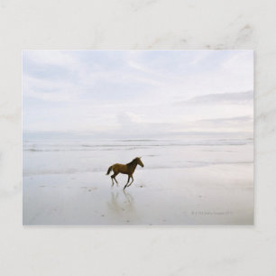 Carte Postale Cheval courant sur la plage