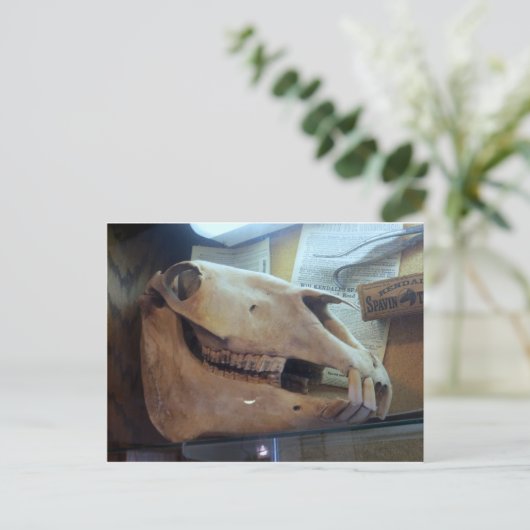 Carte Postale Cheval crâne (Debout devant)