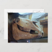 Carte Postale Cheval crâne (Devant / Derrière)