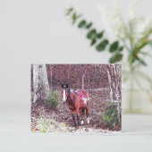 Carte Postale Cheval dans la forêt (Debout devant)