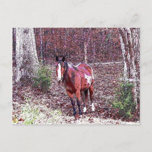 Carte Postale Cheval dans la forêt (Devant)