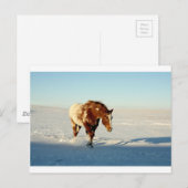 Carte Postale cheval dans la neige (Devant / Derrière)