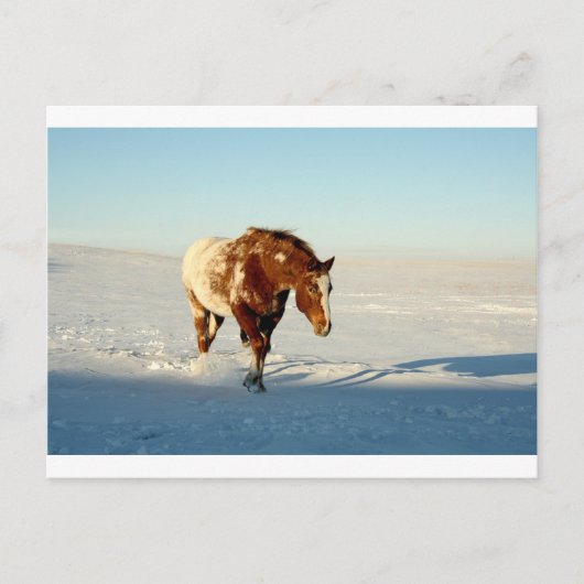Carte Postale cheval dans la neige (Devant)